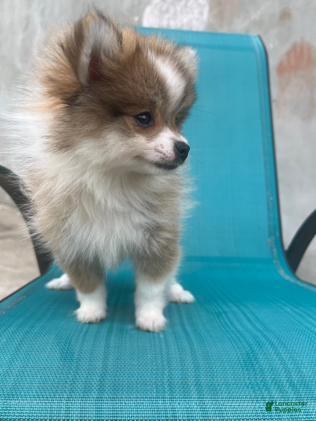 Pomeranian dogs for sale: Pollie - Image 3