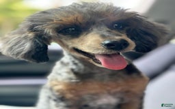 Miniature Poodle dogs for sale: Rapunzel - Image 9