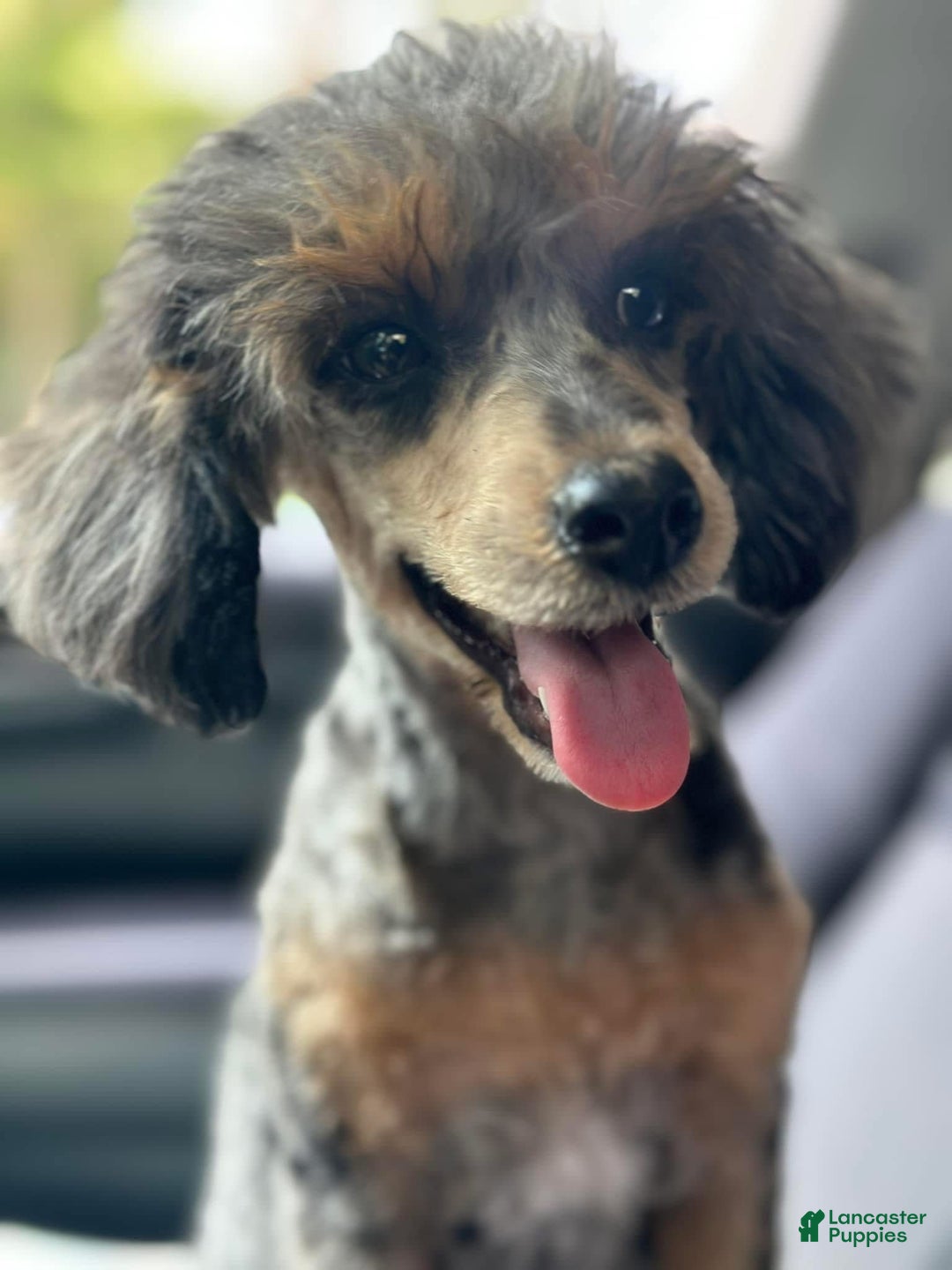 Miniature Poodle dogs for sale: Rapunzel - Image 9