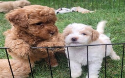 Bichpoo dogs for sale: Piper - Image 2