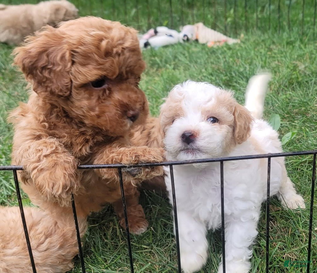 Bichpoo dogs for sale: Piper - Image 2