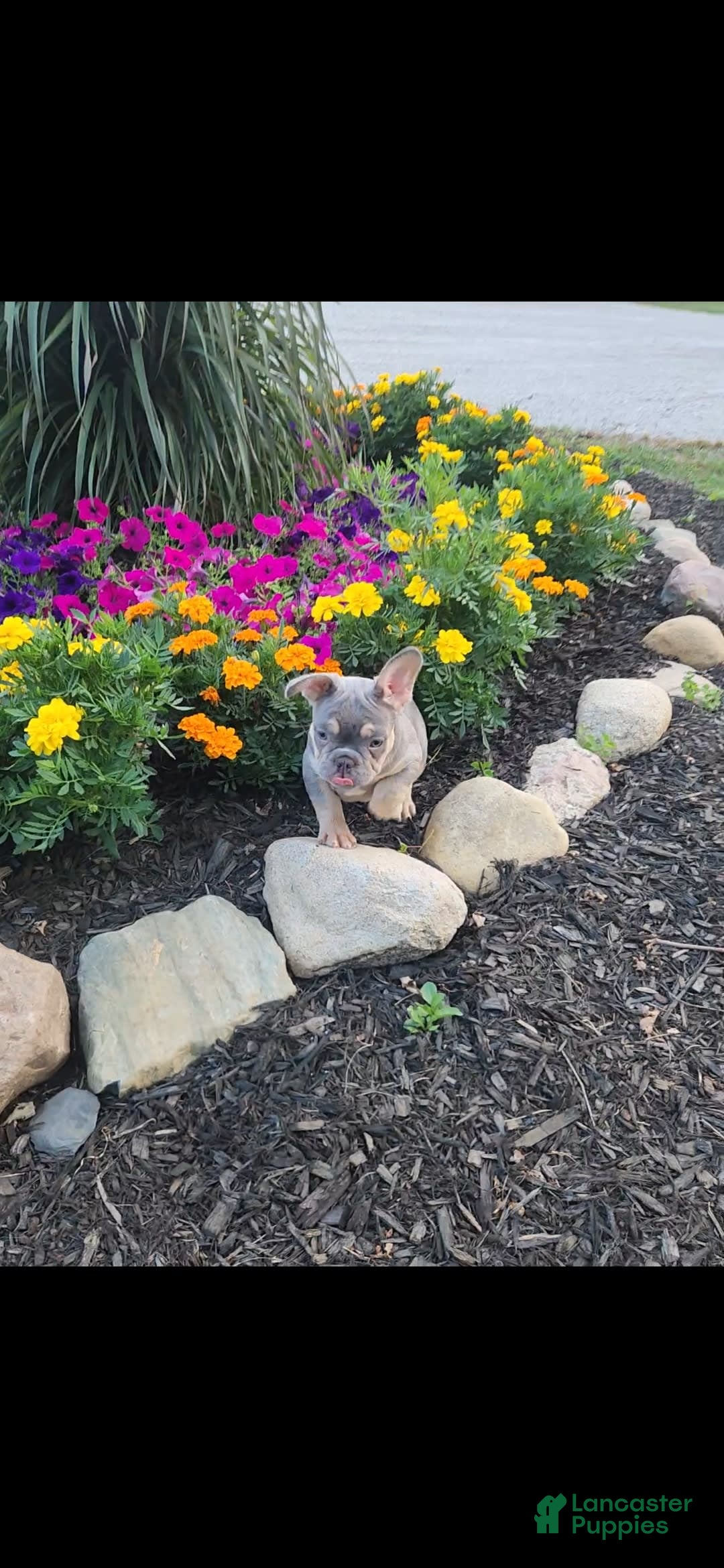 French Bulldog dogs for sale: Max - Image 7