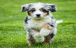 Mini Bernedoodle dogs for sale: Noli - Image 8