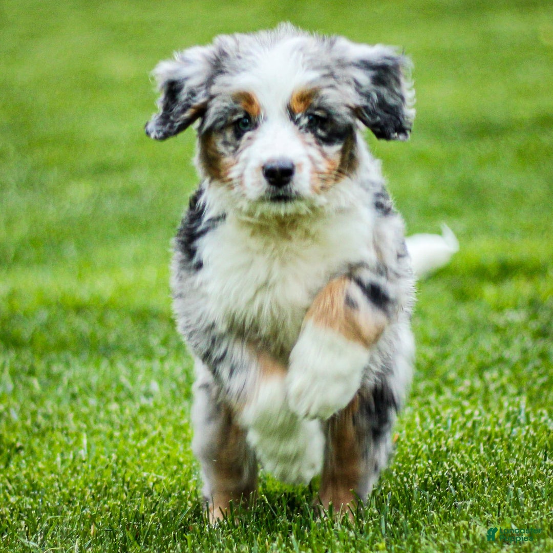 Mini Bernedoodle dogs for sale: Noli - Image 8