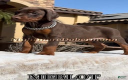Doberman Pinscher dogs for sale: Malibu - Image 11
