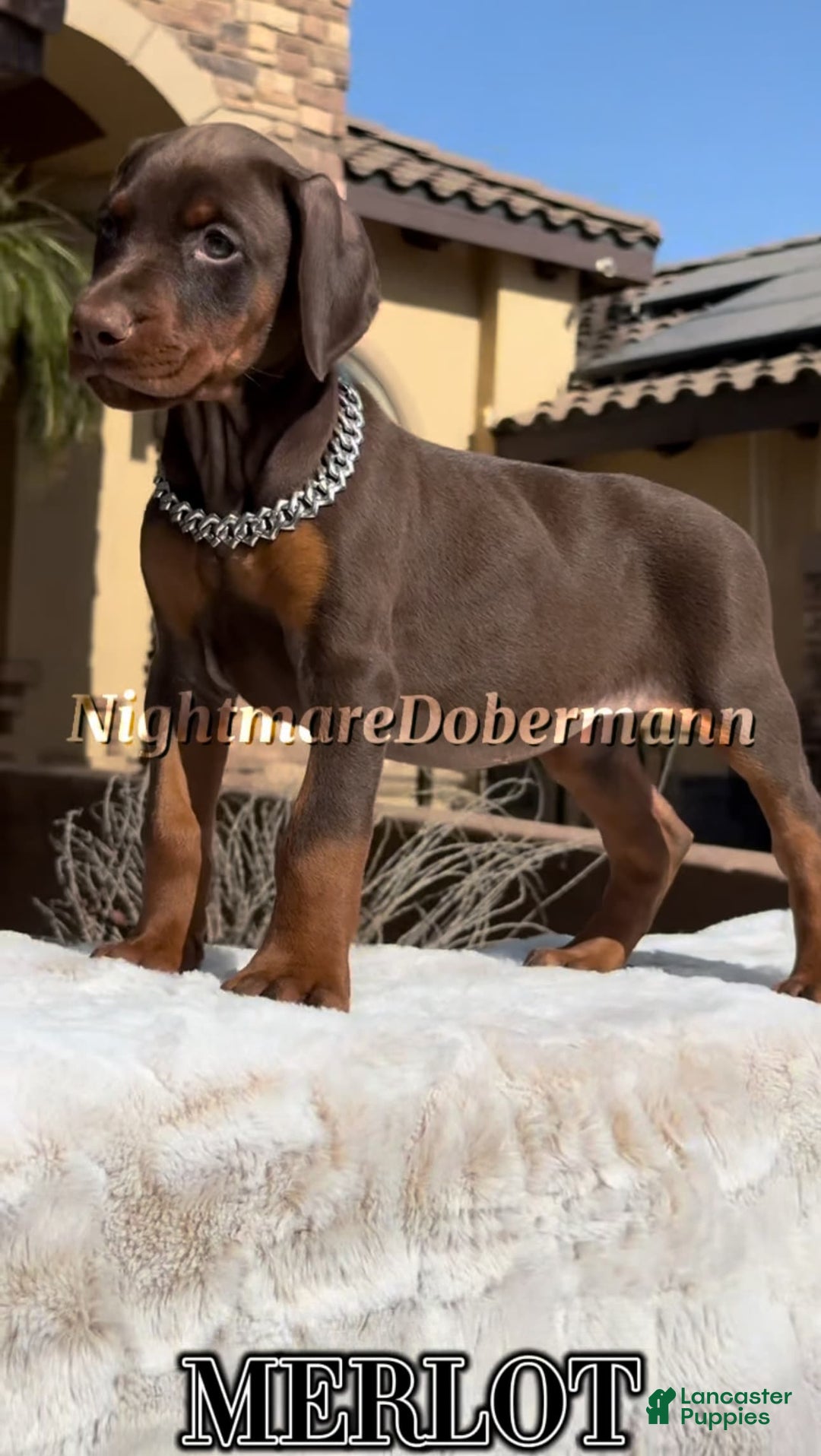 Doberman Pinscher dogs for sale: Malibu - Image 11