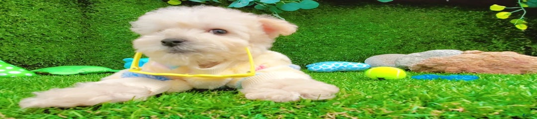 Cookie