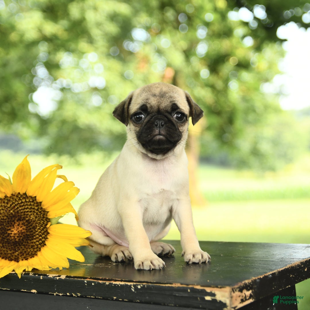 Pug dogs for sale: Rosie - Image 5