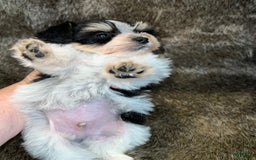 Miniature Schnauzer dogs for sale: Chipp - Image 10