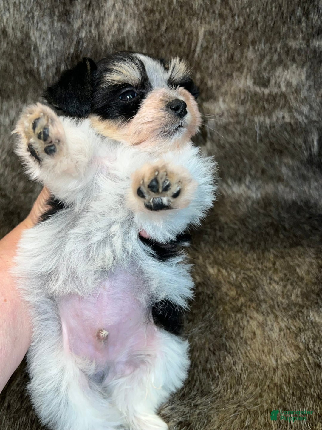 Miniature Schnauzer dogs for sale: Chipp - Image 10