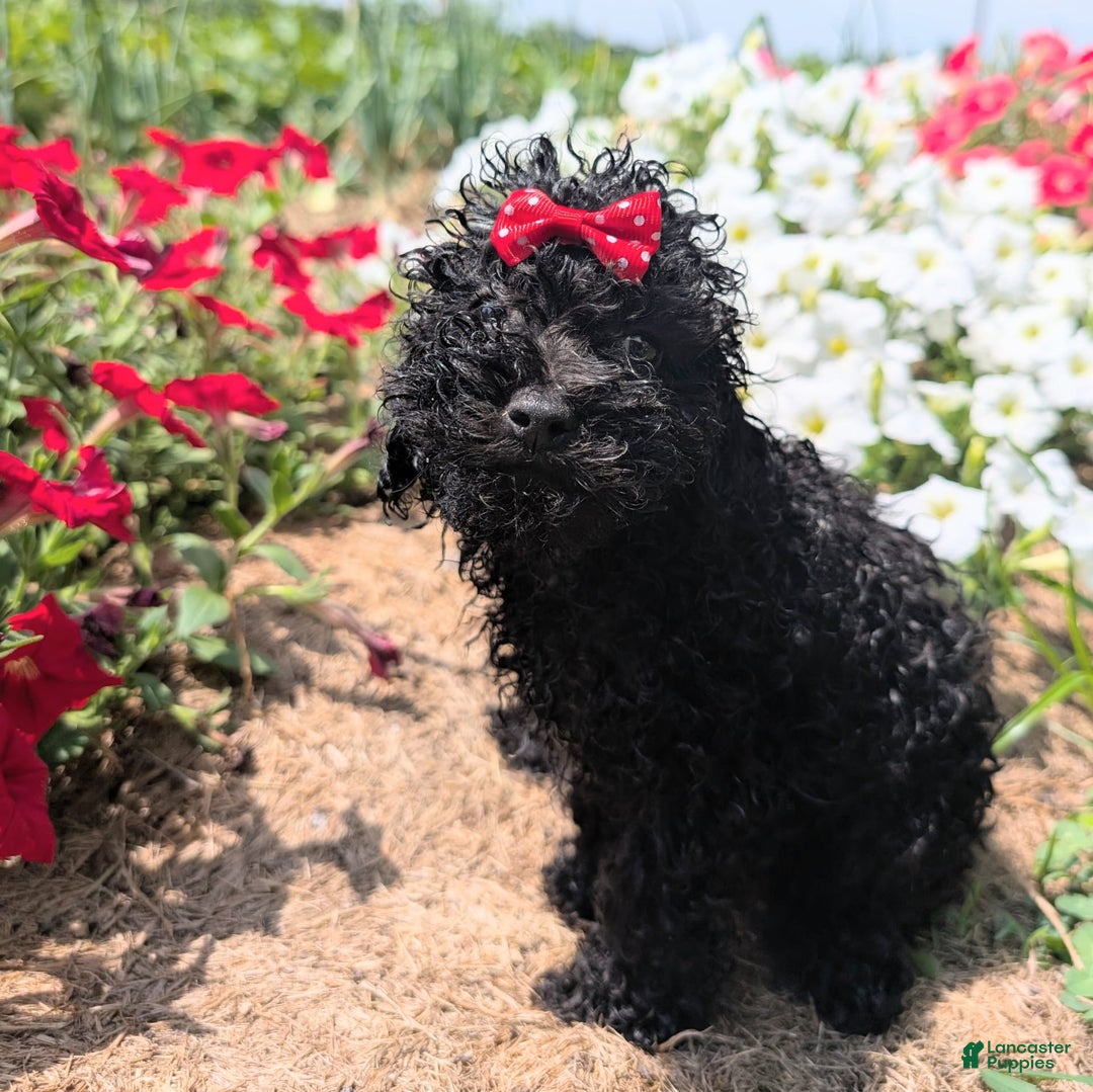 Toy Poodle dogs for sale: Ember - Image 6