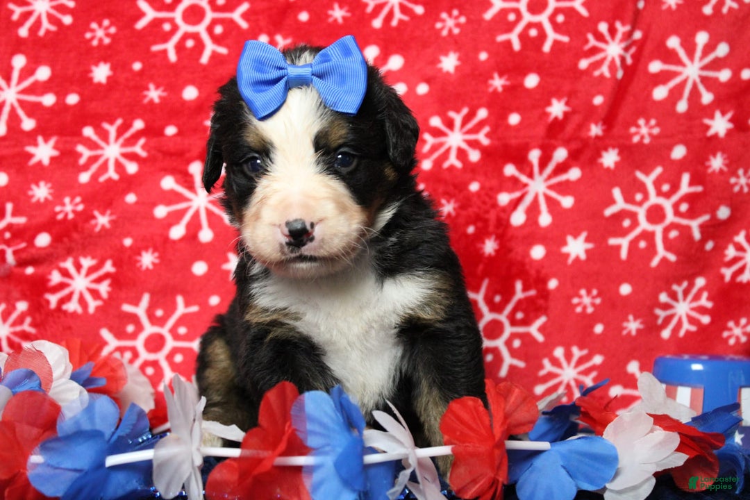 Bernese Mountain Dog dogs for sale: Pebbles - Image 59