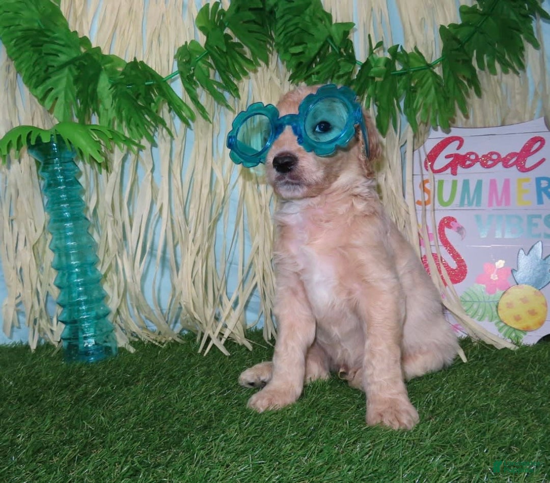 Goldendoodle dogs for sale: Rainbow Girl 3 - Image 1