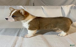 Welsh Corgi Pembroke dogs for sale: Jewel - Image 7