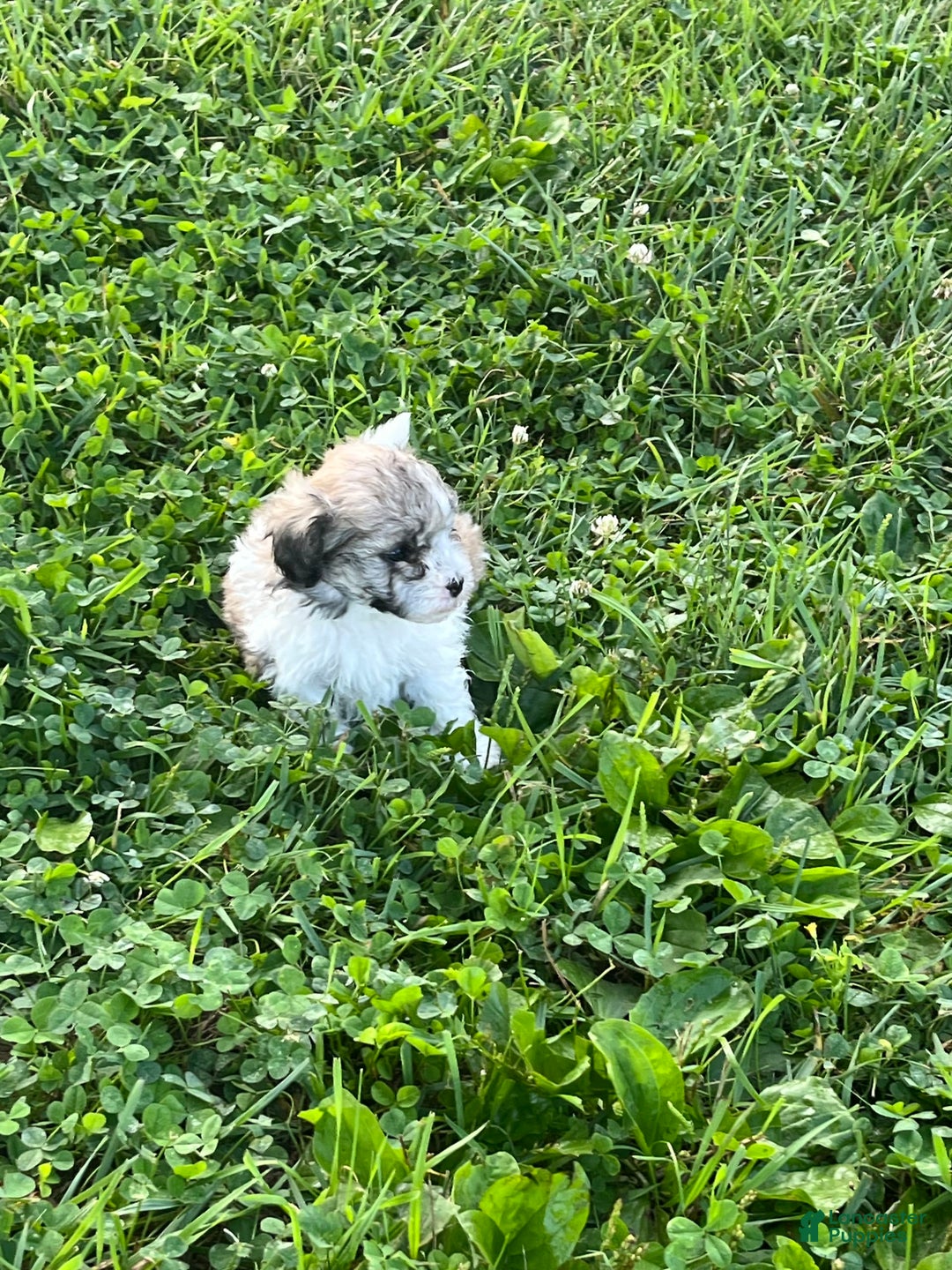 Maltipoo dogs for sale: Baxter - Image 3