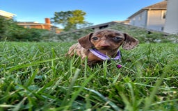 Miniature Dachshund dogs for sale: Cheddar - Image 1