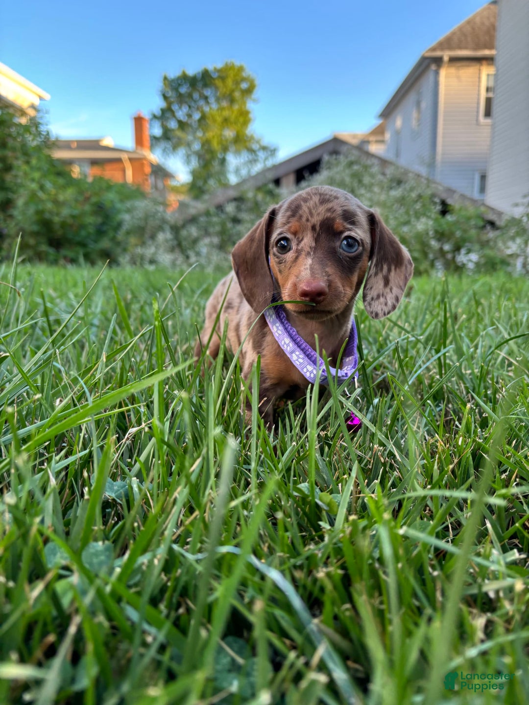 Miniature Dachshund dogs for sale: Cheddar - Image 1