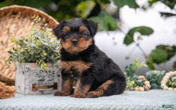 Shorkie dogs for sale: Hiccup - Image 2