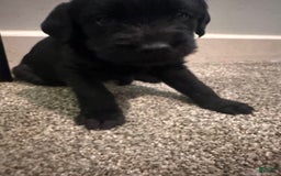 Cane Corso dogs for sale: Luna - Image 2