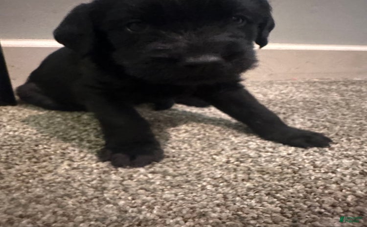 Cane Corso dogs - Advert 31