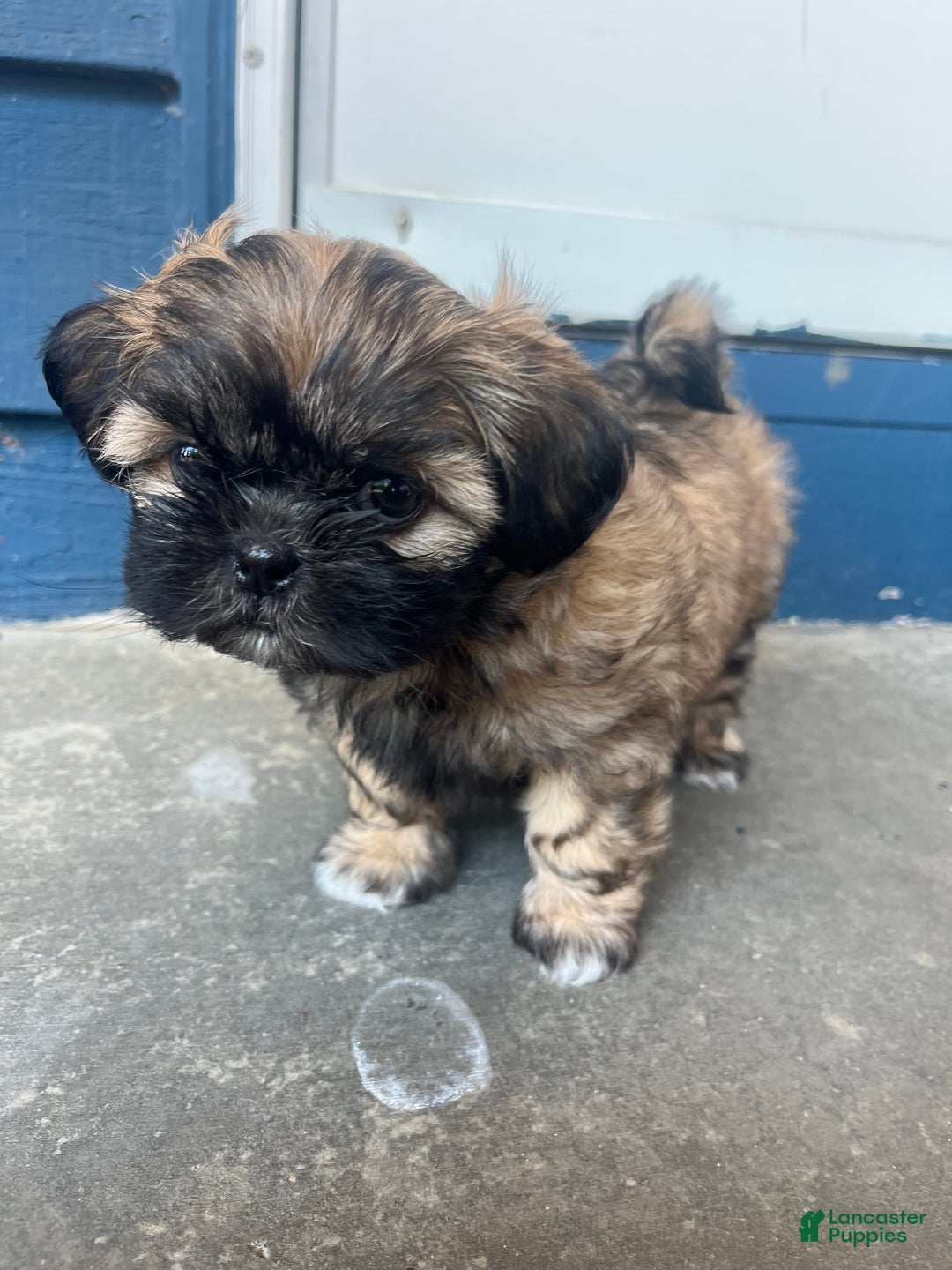 Shih Tzu dogs for sale: Maya - Image 2