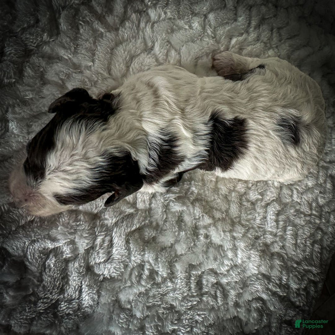 Cavapoo dogs for sale: Timon - Image 18