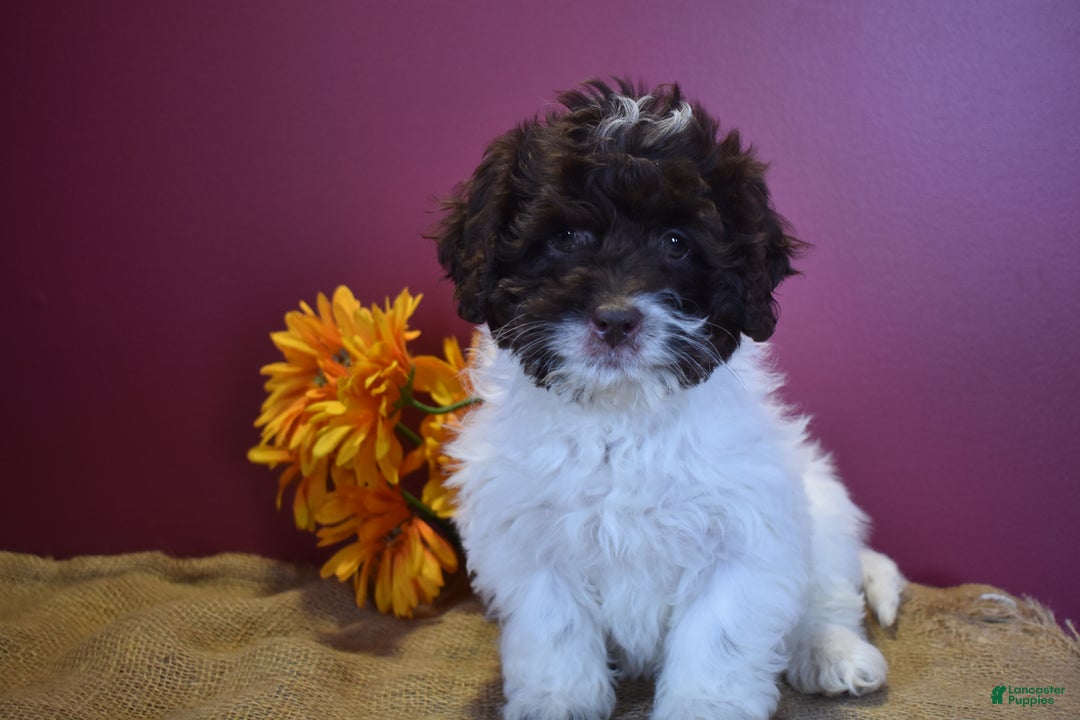 Cavapoo dogs for sale: Janie - Image 9