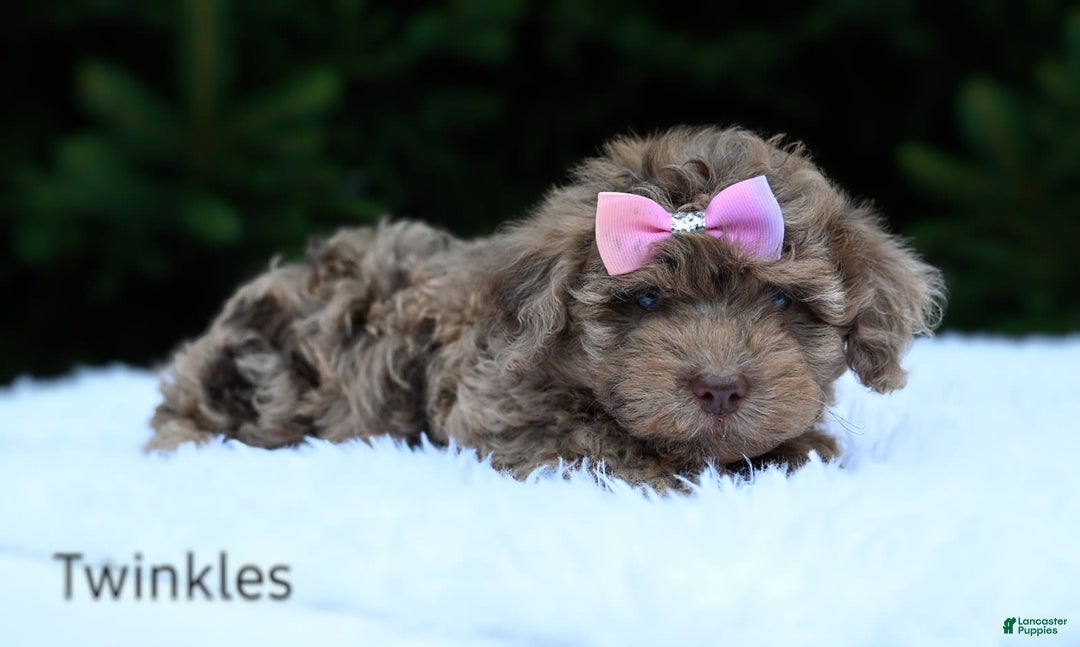 Havapoo dogs for sale: Havapoo 6 puppies - Image 2