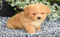 Bichpoo dogs for sale: Stella - Image 9