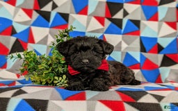 Yorkiepoo dogs for sale: Willoughby - Image 1