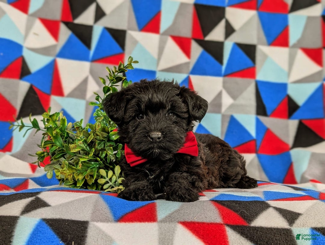 Yorkiepoo dogs for sale: Willoughby - Image 1