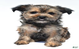 Morkie dogs for sale: Cassidy - Image 6