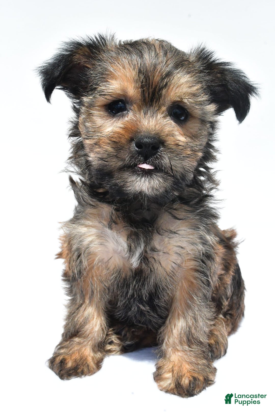 Morkie dogs for sale: Cassidy - Image 6