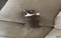Boston Terrier dogs for sale: Tootie - Image 4
