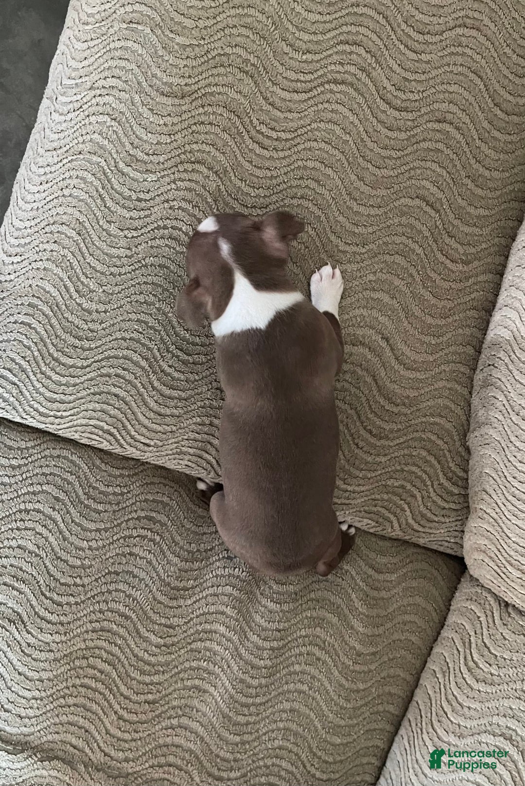 Boston Terrier dogs for sale: Tootie - Image 4