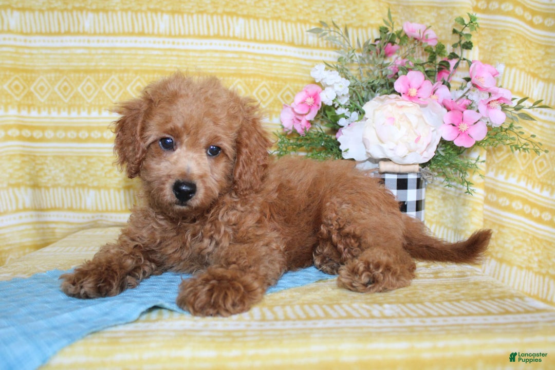 Mini Goldendoodle dogs for sale: Larry - Image 2