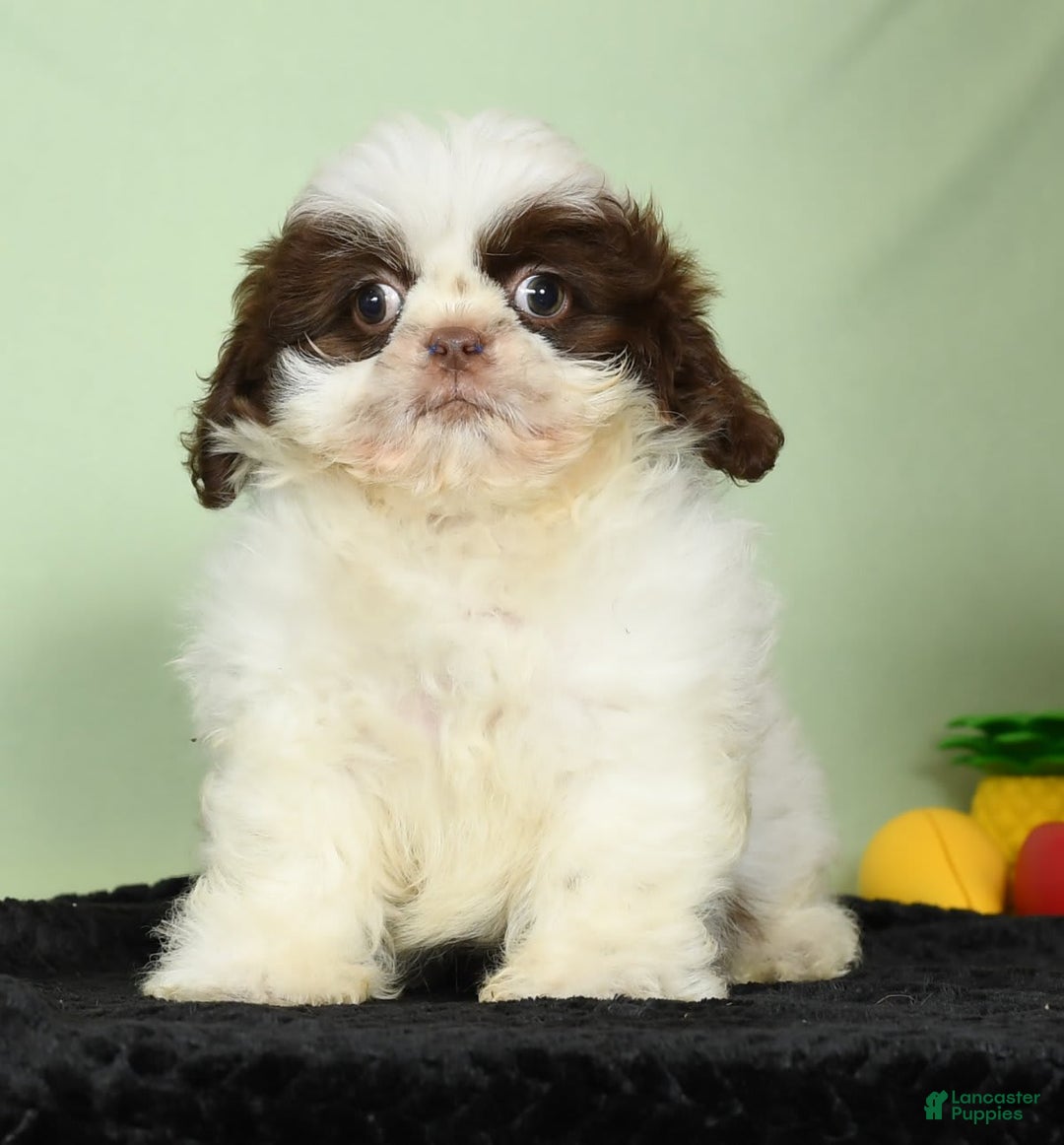 Shih Tzu dogs for sale: Mickey - Image 6