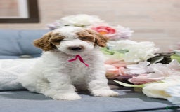 Standard Poodle dogs for sale: Sprinkles - Image 2