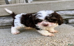 Cockapoo dogs for sale: Teddy - Image 8