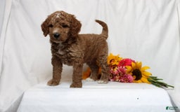 Mini Goldendoodle dogs for sale: Harvey - Image 3