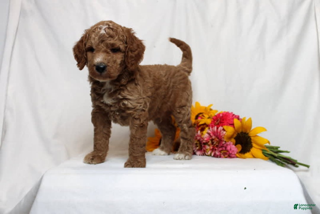 Mini Goldendoodle dogs for sale: Harvey - Image 3