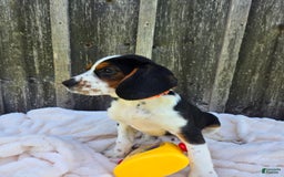 Beaglier dogs for sale: Oscar - Image 2