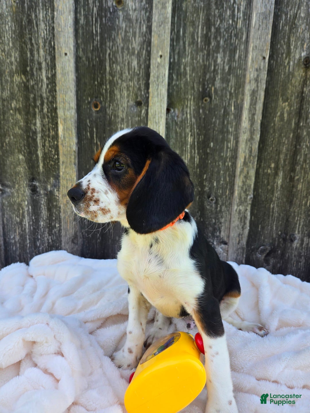 Beaglier dogs for sale: Oscar - Image 2