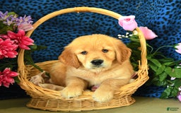 Golden Retriever dogs for sale: Lex - Listing for pets: Lilly, Linda, Lizzy, Lex, Ludwig - Image 4