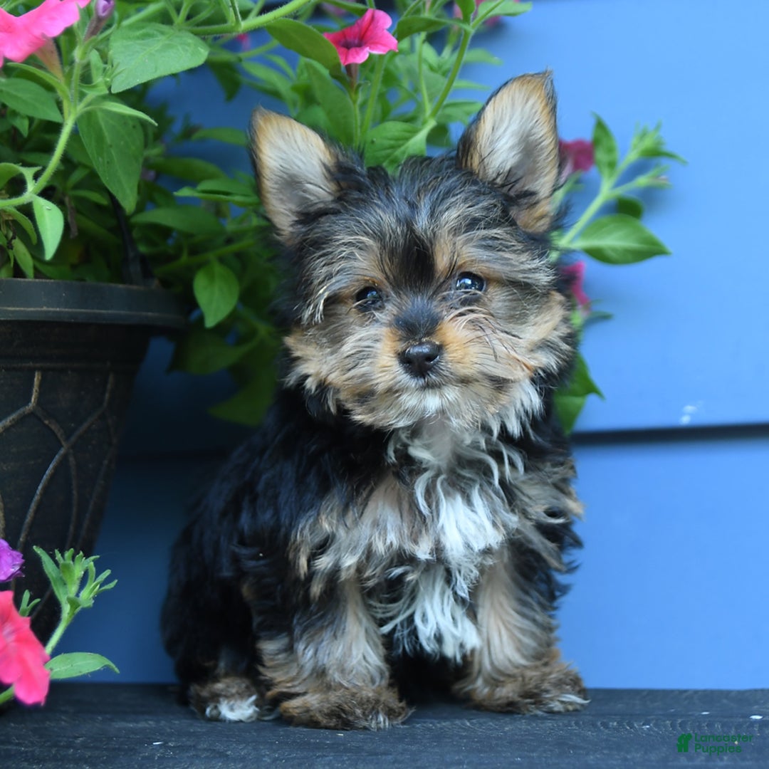 Yorkshire Terrier dogs for sale: Darcy - Image 2
