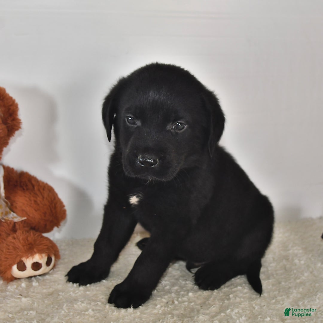 Labrador Retriever dogs for sale: Colt - Image 11
