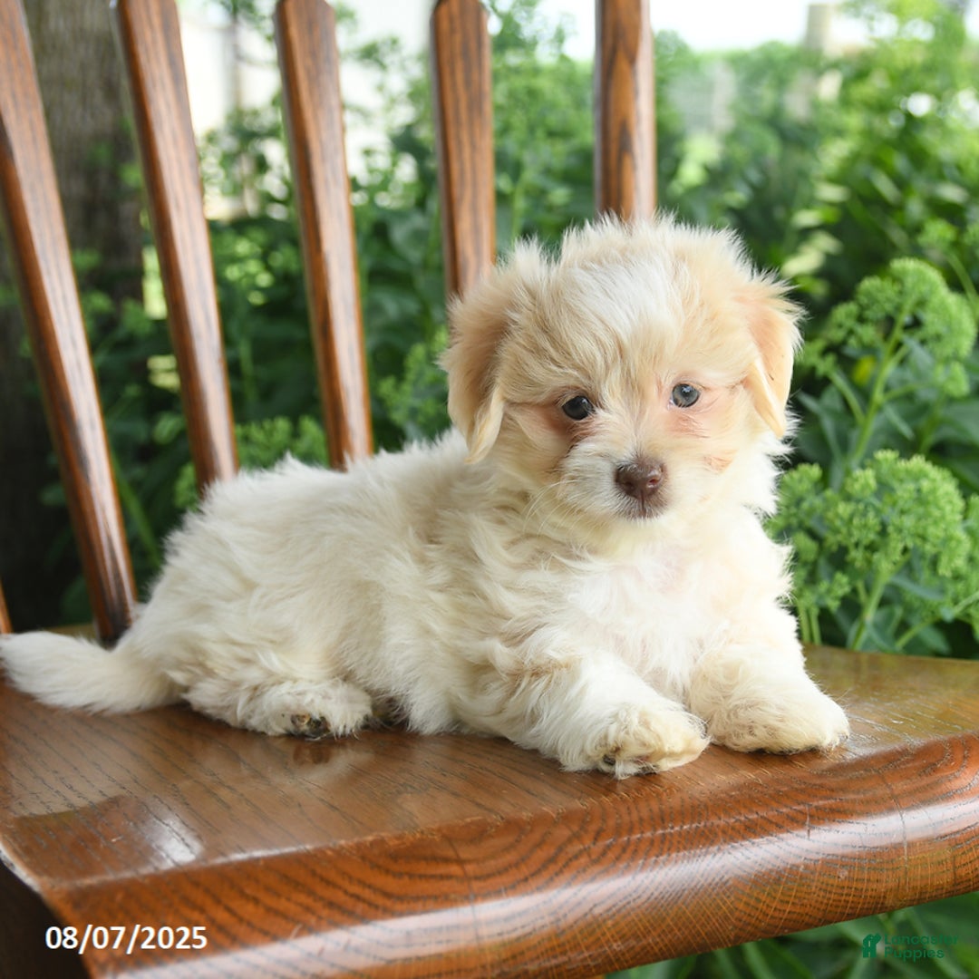 Havanese dogs for sale: Baylie - Image 3