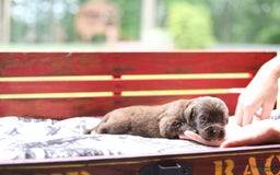 Newfoundland dogs for sale: Bella - Image 5