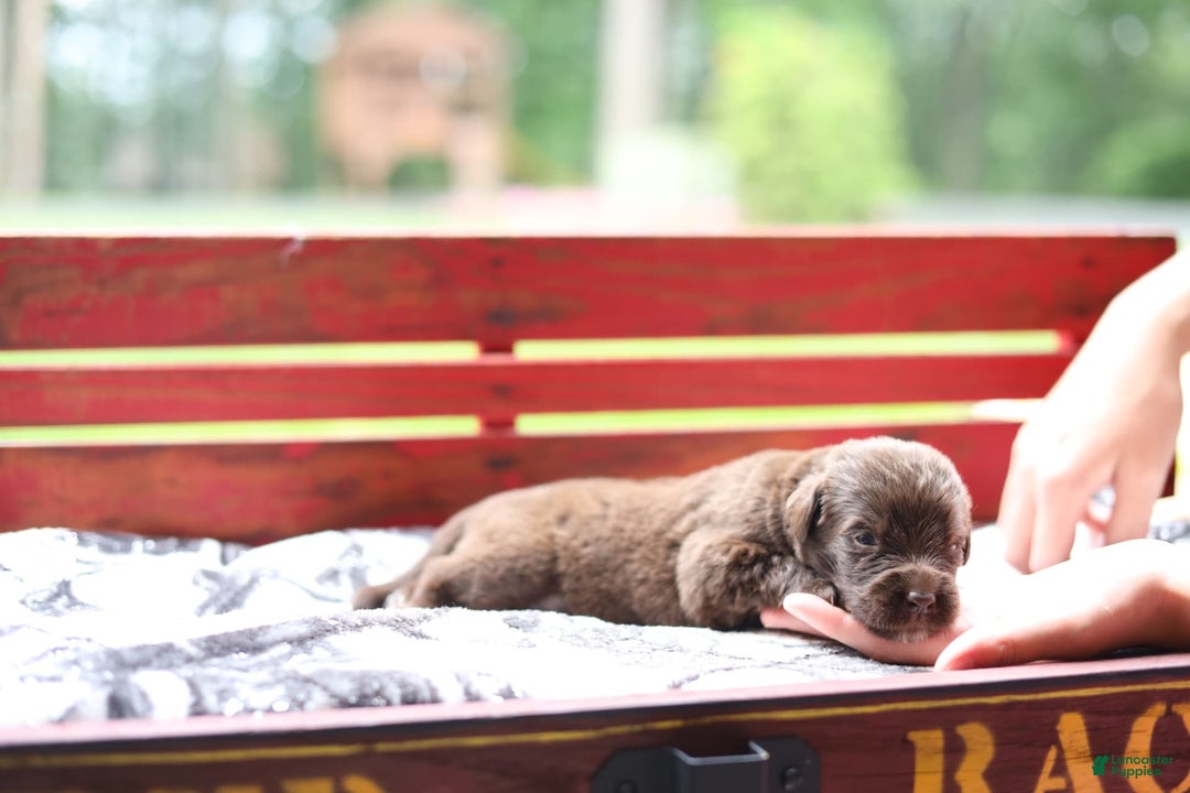 Newfoundland dogs for sale: Bella - Image 5