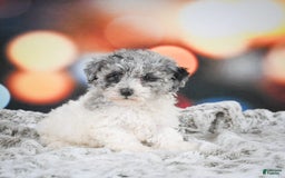 Miniature Poodle dogs for sale: Amber - Image 5